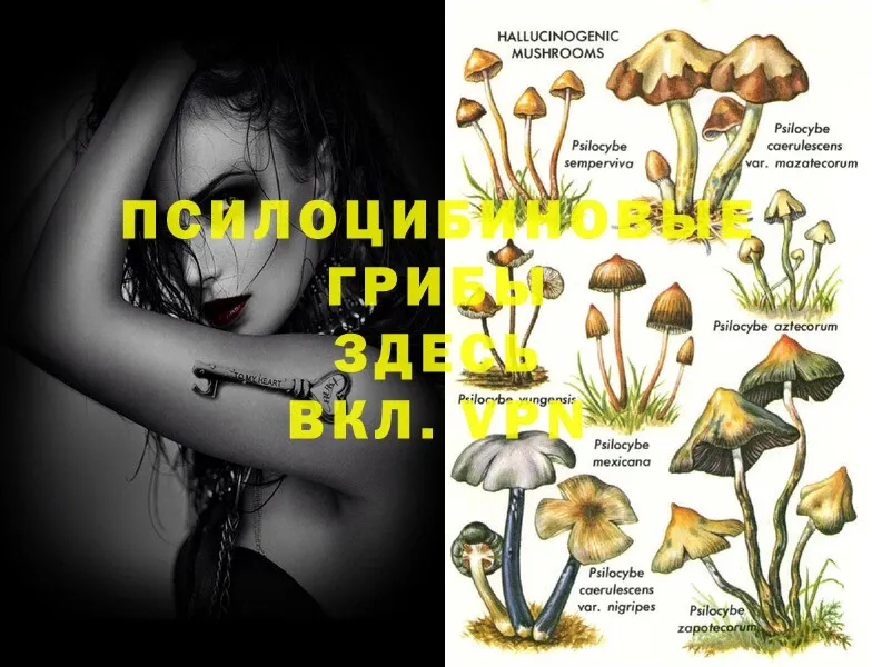 Псилоцибиновые грибы MAGIC MUSHROOMS  blacksprut ссылки  Унеча 